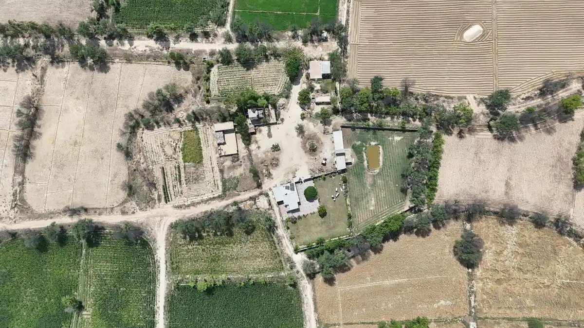 Aerial view of scattered village homes, tree-lined dirt tracks and green and dry fields in rural Punjab