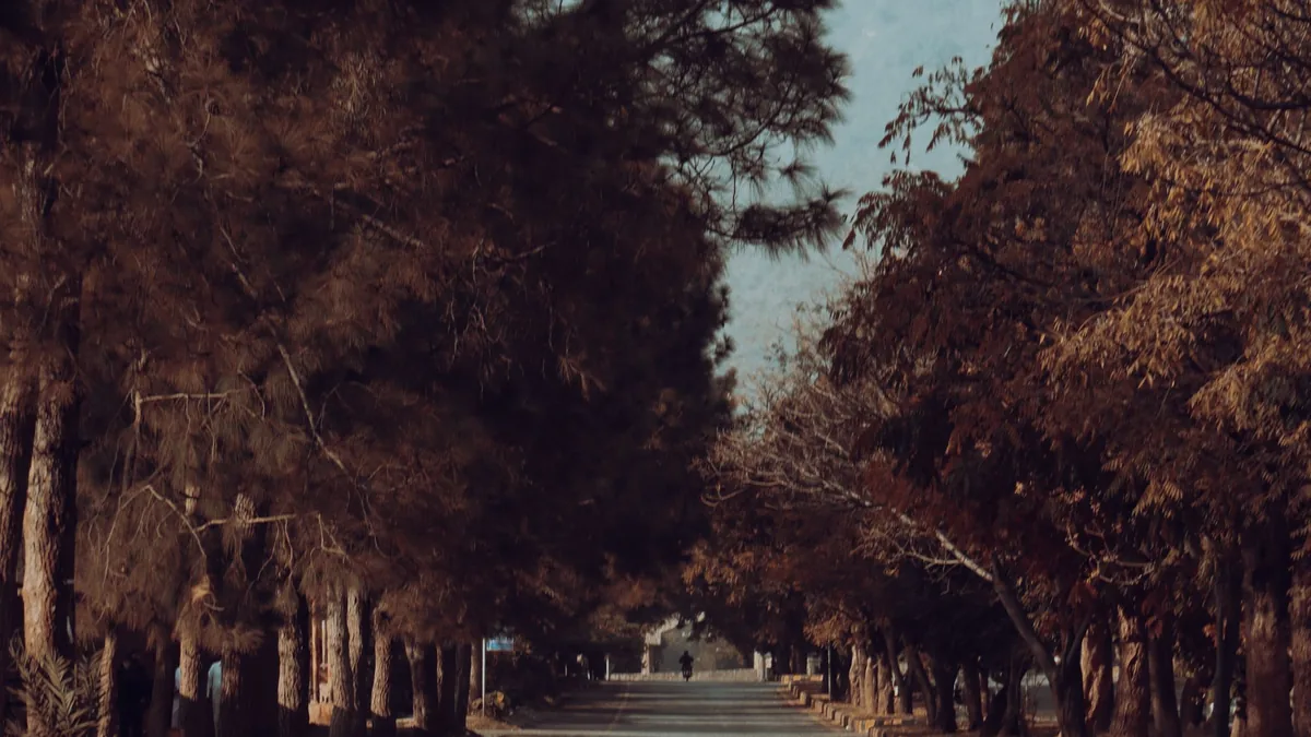 Quiet tree-lined road stretching ahead under tall pines and autumn-toned trees in Islamabad