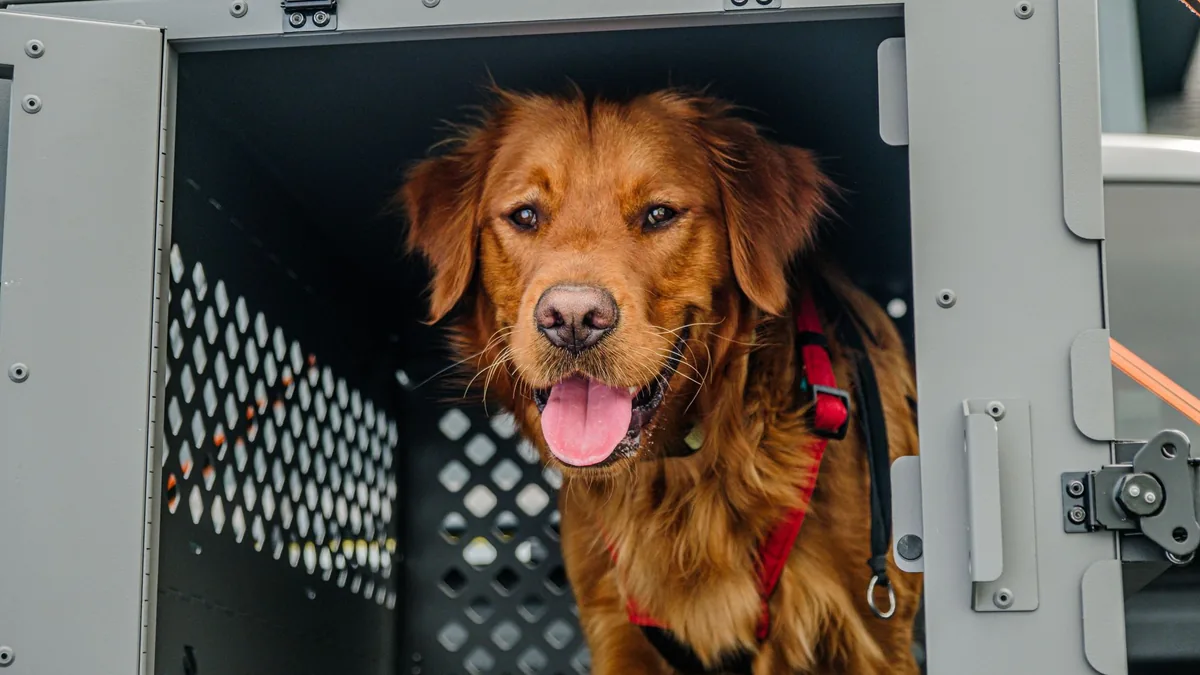 Golden retriever wearing a red harness sitting in an open grey ventilated travel crate